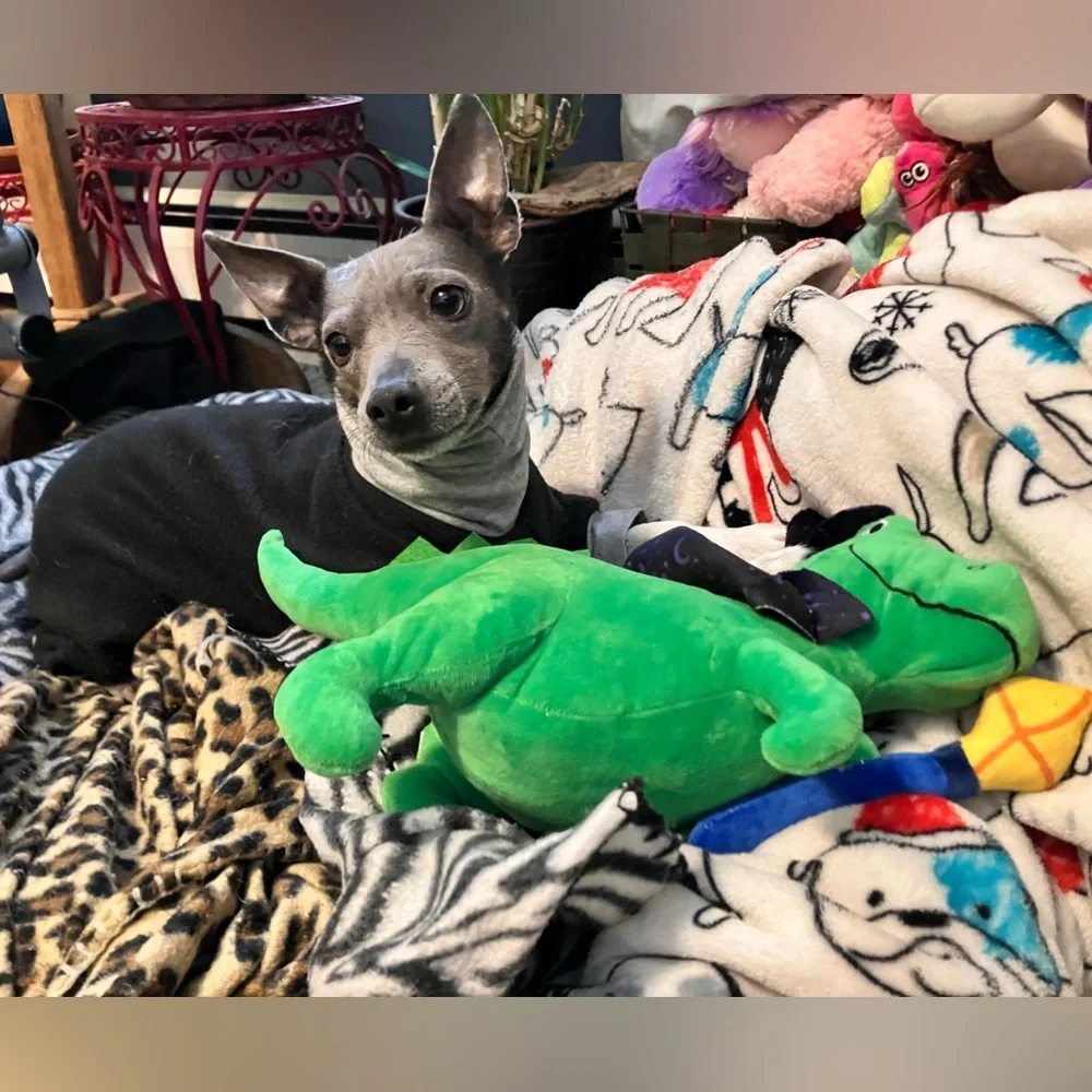 NWT FRINGE STUDIO “SPELL-A-SAURUS” HALLOWEEN T-REX PLUSH DOG TOY *LOUD SQUEAKER